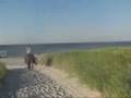 Horses in the Water of Atlantic Ocean